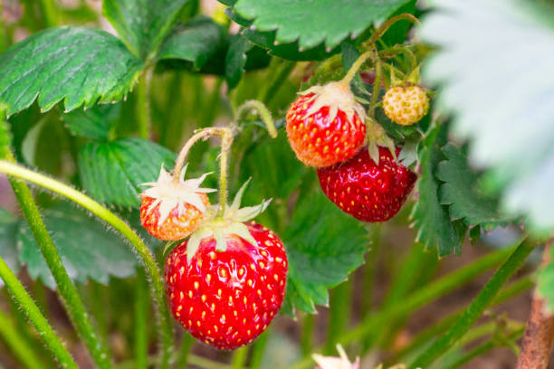 istock Delicious and beautiful strawberry background, 1250659361