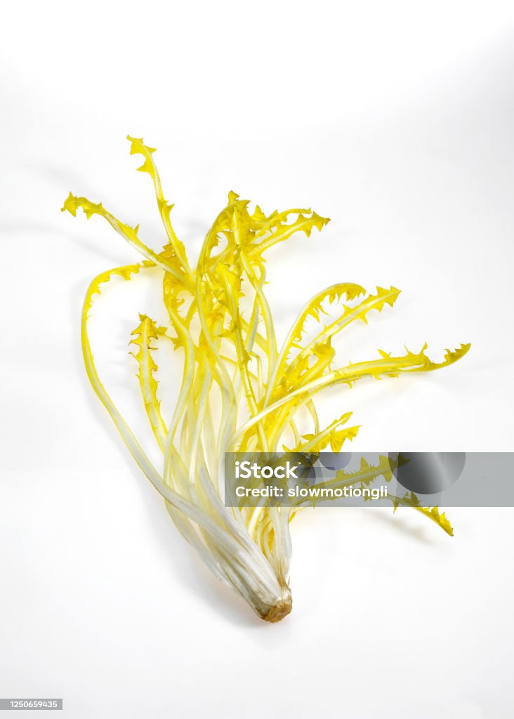 French Salad called Barbe de Capucin, cichorium intybus, Leaves against White Background Botany Stock Photo