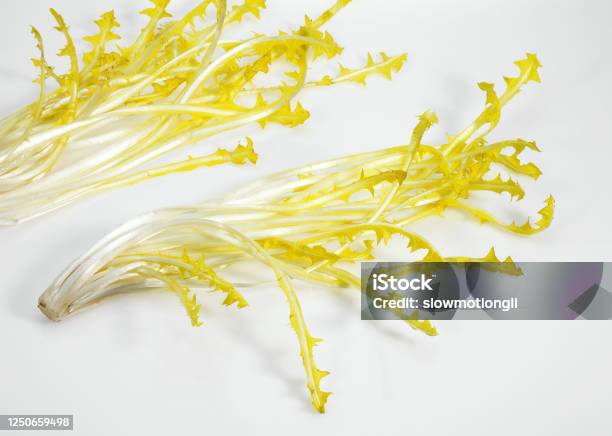 French Salad Called Barbe De Capucin Cichorium Intybus Leaves Against White Background Stock Photo - Download Image Now