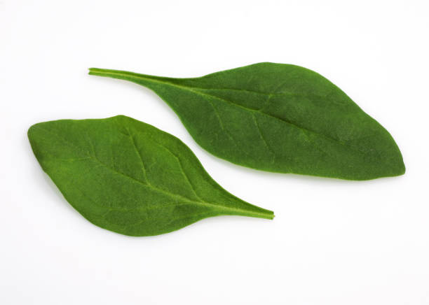 istock Spinach Shoot Salad, spinacia oleracea, Leaves against White Background 1250659544