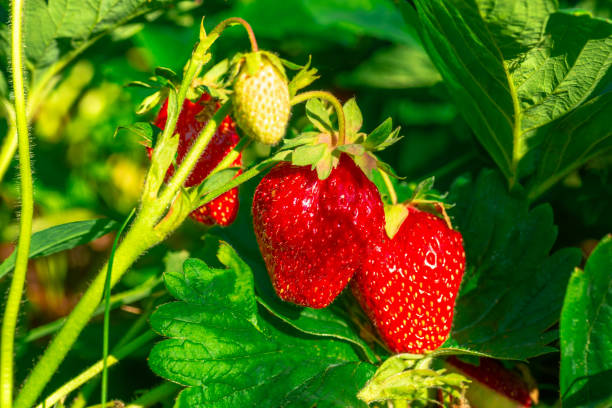 istock Delicious and beautiful strawberry background, 1250659684