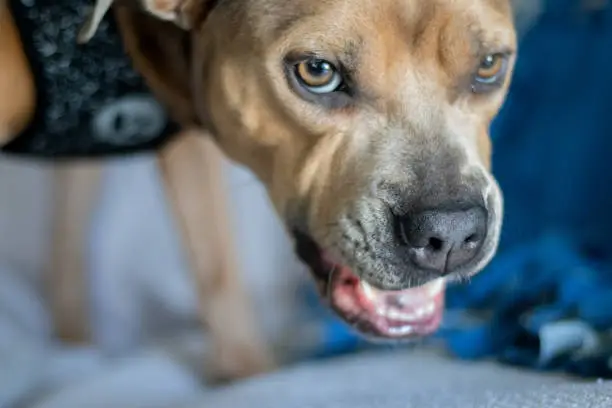 Angry pitbull looking vicious and dangerous while growling, snarling, and showing the teeth