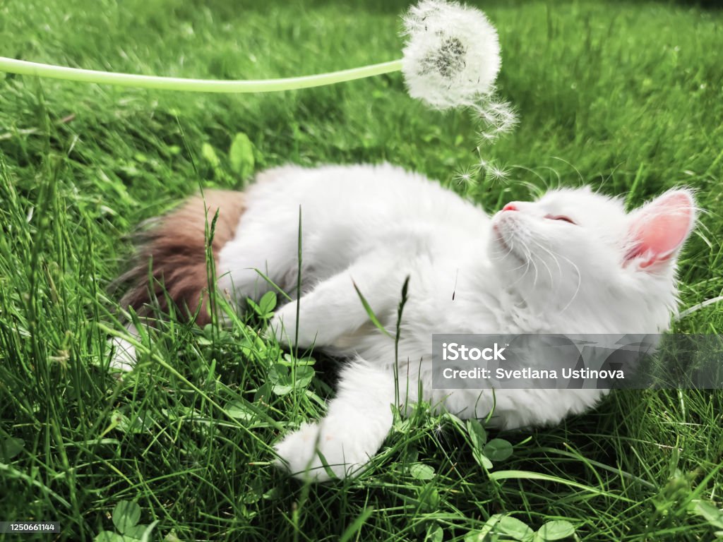 Mèo Con Trắng Dễ Thương Chơi Với Bồ Công Anh Trên Nền Cỏ Xanh ...