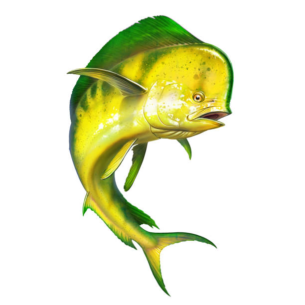 istock Mahi mahi or dolphin fish on isolate. Mahi mahi yellow fish realistic illustration. 1250662526