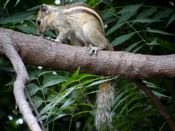 istock THE SQUIRREL EATING NEEM LEAVES 1250662694