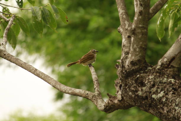 pássaro marrom com algo na boca - cute animal asia brown - fotografias e filmes do acervo