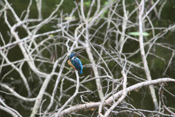 istock Kingfisher with a white throat 1250664339