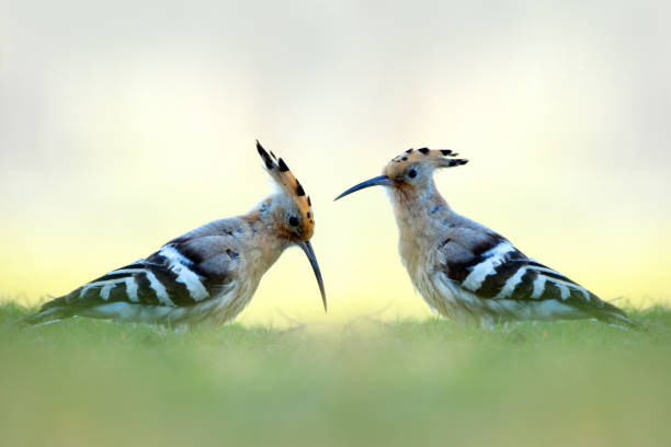 istock Tow Hoopoes with nature 1250664887