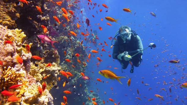 istock Man scuba diver near beautiful coral wall with tropical fish 1250666040