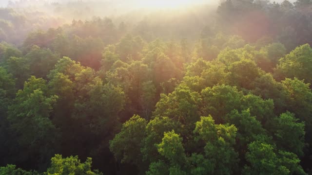 Flying above green forest during sunrise and fog. Sun rays shining everywhere. Fabulous nature floral background. Aerial shot, UHD