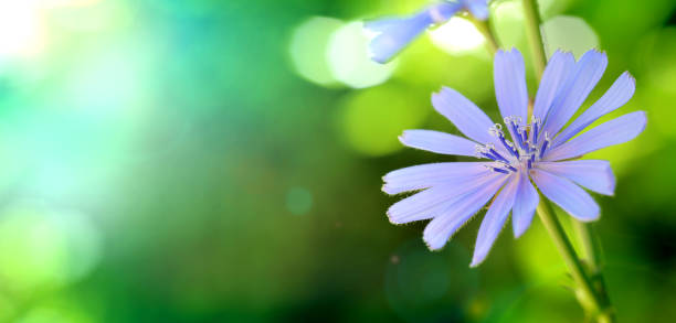 istock beautiful blue flower daisy in a meadow, blurred soft green background 1250667454