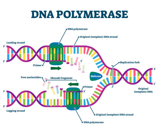 DNA Polymerase enzyme syntheses labeled educational vector illustration. DNA Polymerase enzyme syntheses labeled educational vector illustration. Genetic chemistry and structural replication fragment scheme. Diagram with educational Okazaki, primer, and leading strand info dna nucleotide stock illustrations