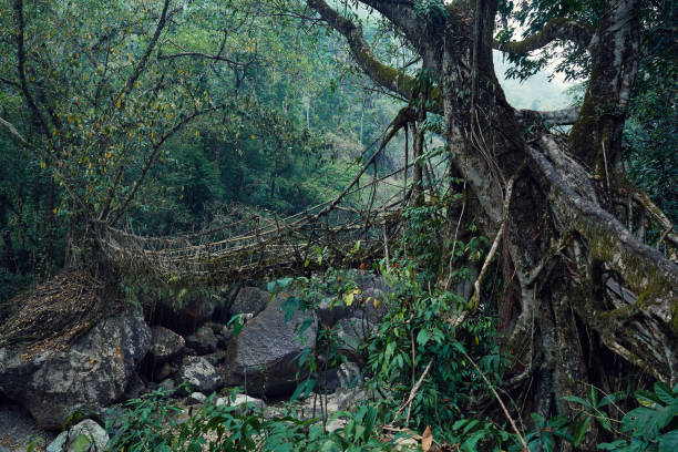 istock Living Root Bridge in Cherrapunjee, Meghalaya, India 1250667707