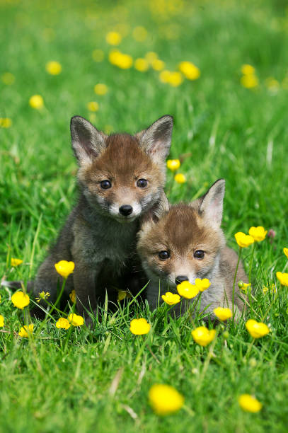 istock Red Fox, vulpes vulpes, Cubs with Yellow Flowers, Normandy 1250668929