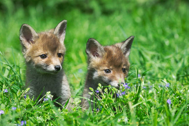 istock Red Fox, vulpes vulpes, Cubs sitting on Grass, Normandy 1250668950