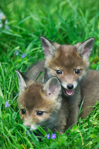 istock Red Fox, vulpes vulpes, Cubs standing on Grass, Normandy 1250668965