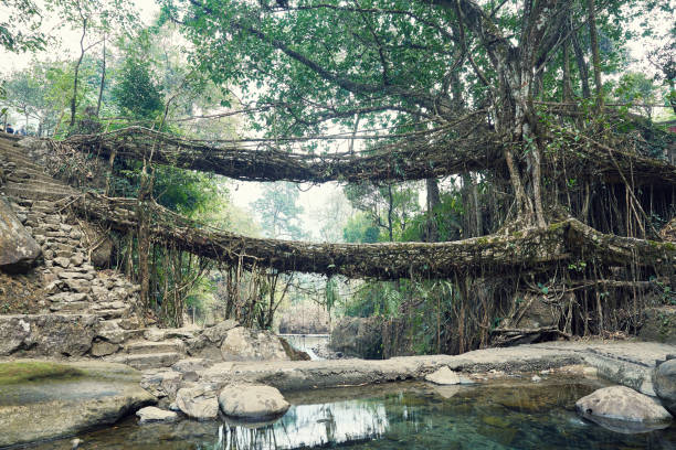 istock Living Root Bridge in Cherrapunjee, Meghalaya, India 1250669123
