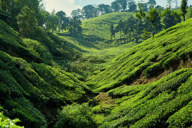 istock Tea plantation in Munnar, Kerala, India 1250669185