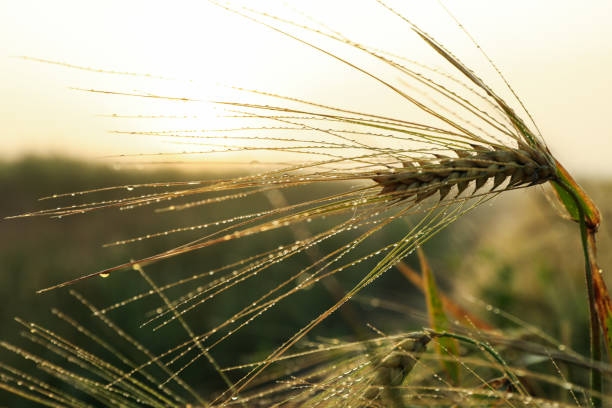istock Barley field with dew. Beautiful summer morning. Summer nature 1250669331