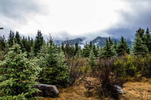 istock Low clouds hover over the park. Seven Mile Provincial Recreation Area, Alberta, Canada 1250669398