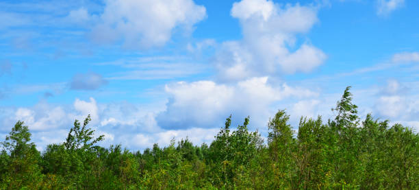 Green forest and blue sky with clouds, panorama.
