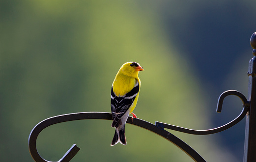 Close up view of male American Goldfinch while perched on an iron fence.