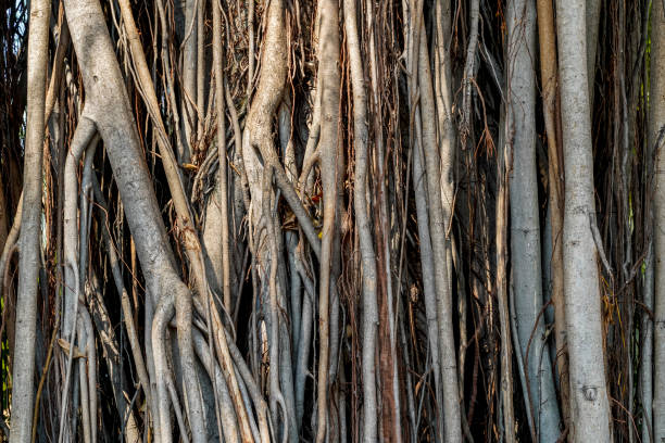 fond de racine de banyan. fermez-vous vers le haut des racines aériennes des grands arbres de banyan de bodhi. les arbres banyans plus âgés sont caractérisés par des racines d’accessoires aériennes qui mûrissent en troncs boisés épais. papier pe - dirty bench empty park photos et images de collection