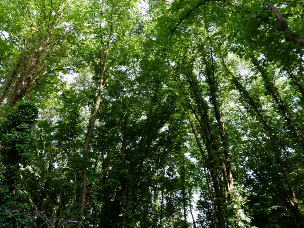 istock in woods sun ray coming amazing green 1250670556