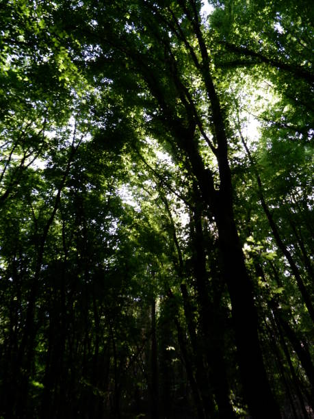 istock in woods sun ray coming amazing green 1250670670