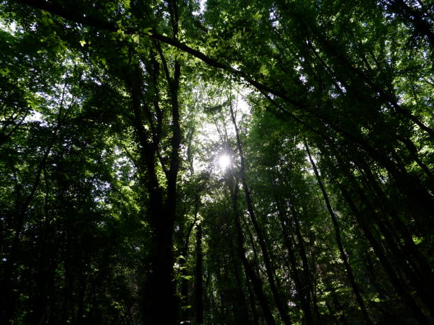 istock in woods sun ray coming amazing green 1250670694