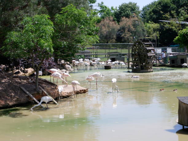 istock Flamingos in pond amazing birds 1250670858