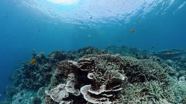 istock Coral reef with fish underwater. Bohol, Philippines 1250671075