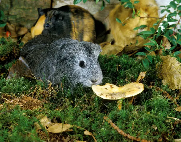 Guinea Pig, cavia porcellus, Adult eating Mushroom