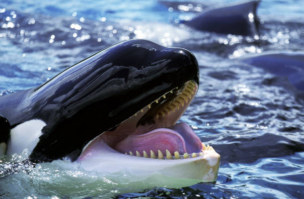 istock Killer Whale, orcinus orca, Adult with open Mouth 1250671792
