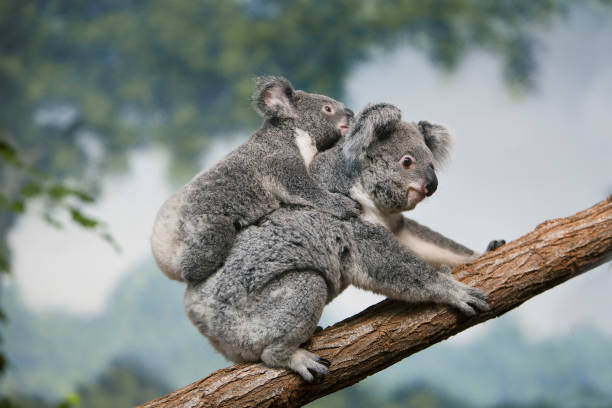istock Koala, phascolarctos cinereus, Female carrying Young on its Back 1250671944