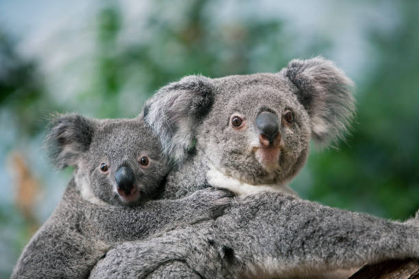 istock Koala, phascolarctos cinereus, Female carrying Young on its Back 1250671959