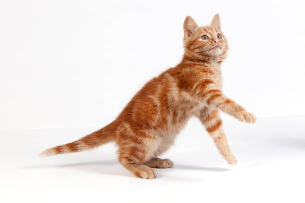 istock Red Domestic Cat, Kitten playing against White Background 1250671976