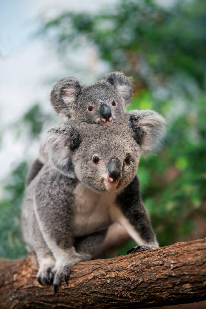 koala, phascolarctos cinereus, mujer llevando a young en su espalda - koala fotografías e imágenes de stock