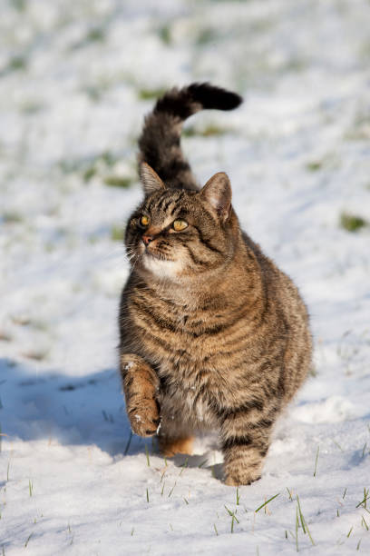 istock Brown Tabby Domestic Cat, Female standing on Snow, Normandy 1250672009