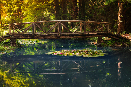 wood bridge over the blue water with water lilies in a forrest