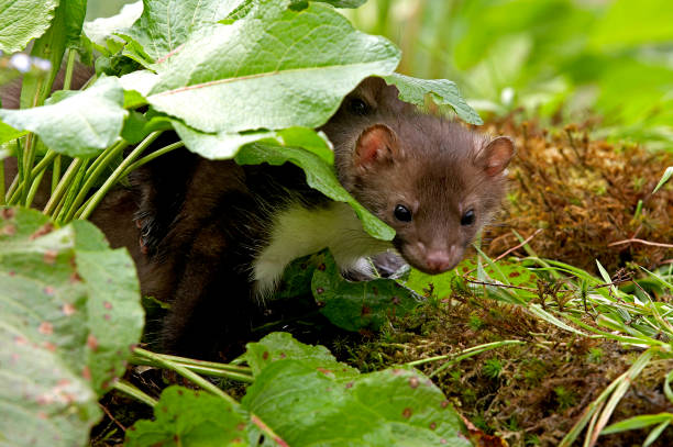 istock Stone Marten or Beech Marten, martes foina, Youngs, Normandy 1250673992