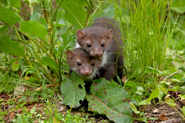 istock Stone Marten or Beech Marten, martes foina, Youngs, Normandy 1250673998