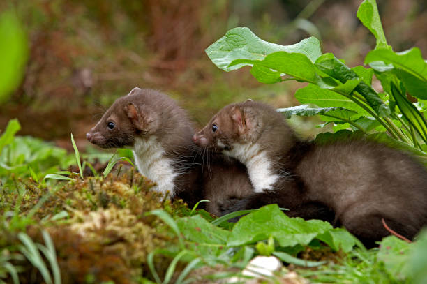 Stone Marten or Beech Marten, martes foina, Youngs, Normandy