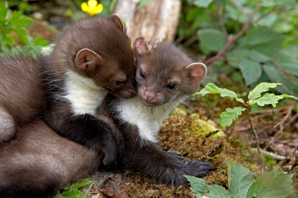 istock Stone Marten or Beech Marten, martes foina, Youngs playing, Normandy 1250674008