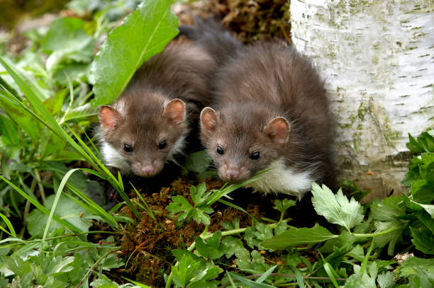 istock Stone Marten or Beech Marten, martes foina, Youngs standing on Grass, Normandy 1250674009