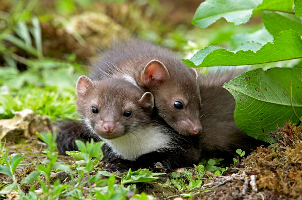 istock Stone Marten or Beech Marten, martes foina, Youngs, Normandy 1250674013