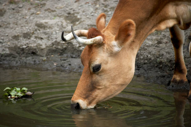 istock Domestic Cattle, Cow drinking at Pond 1250674038