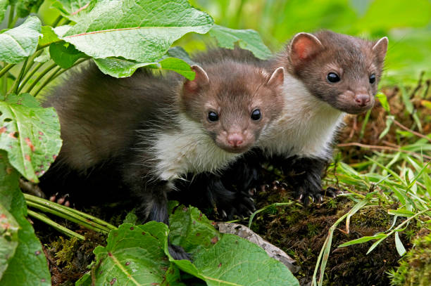 istock Stone Marten or Beech Marten, martes foina, Youngs, Normandy 1250674103