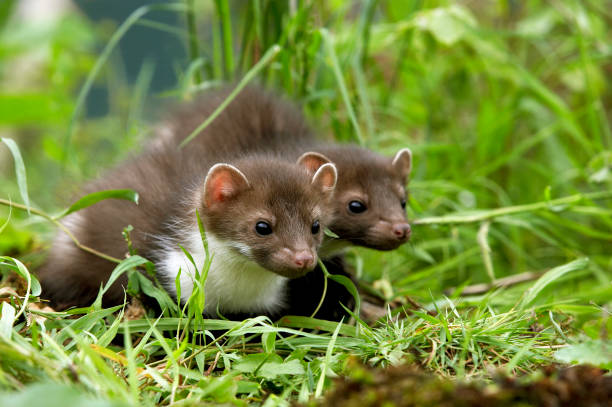 istock Stone Marten or Beech Marten, martes foina, Youngs standing on Grass, Normandy 1250674106