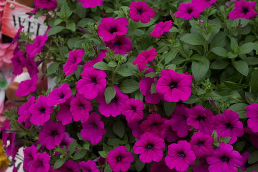 Close up of petunia flower.